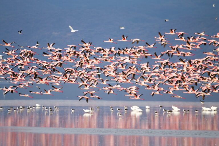Lake Manyara & Beyond Birding Safari 12-Day