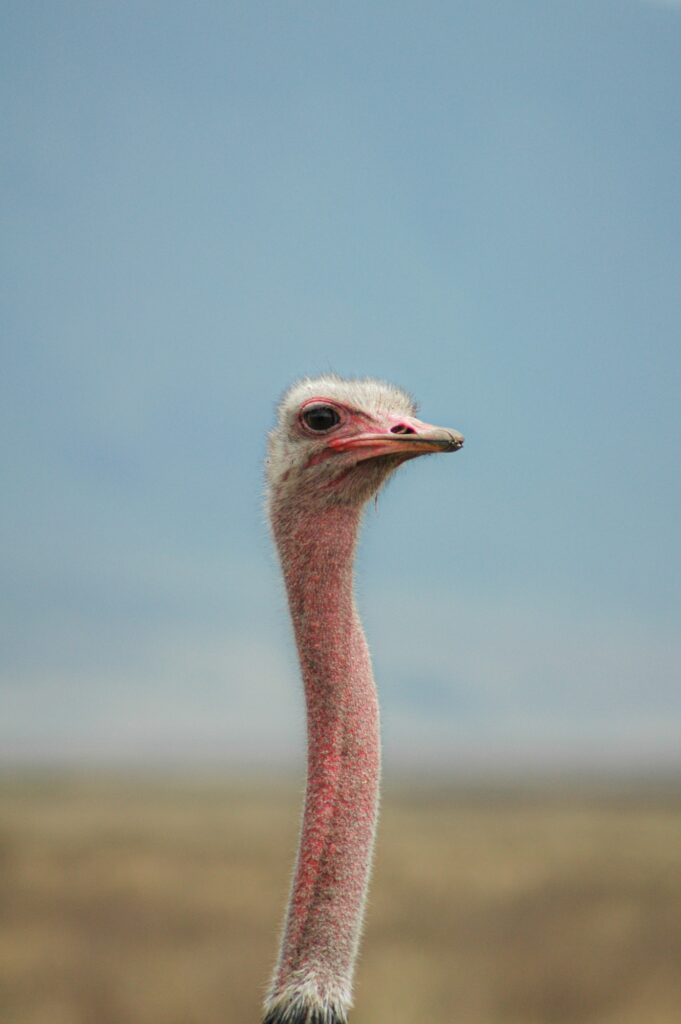 Minimalist photo of the neck and head of an ostrich in the wild in Africa