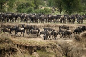 Serengeti Explorer Safari – 7 Days